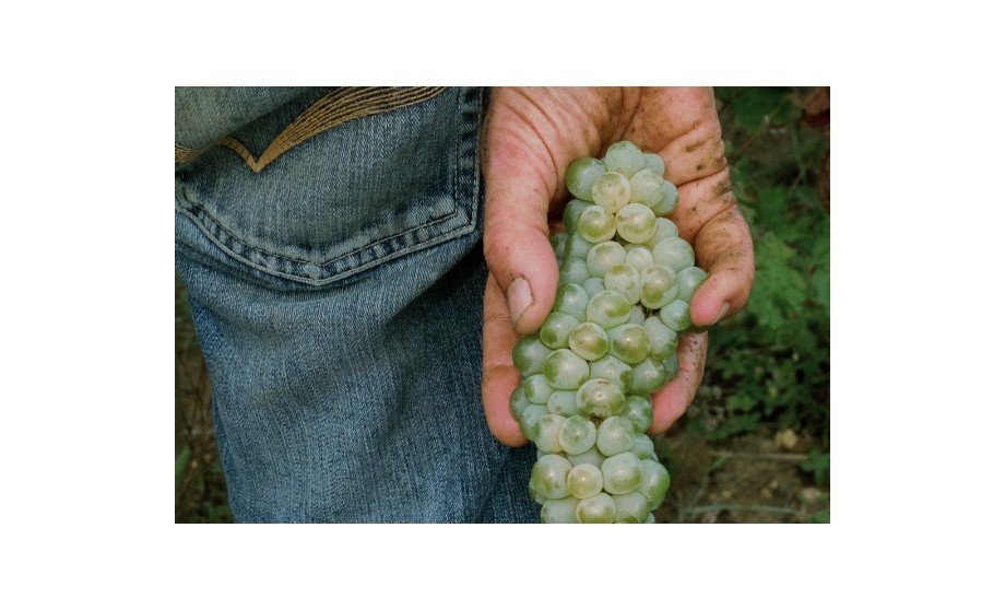 VENDANGES 2026